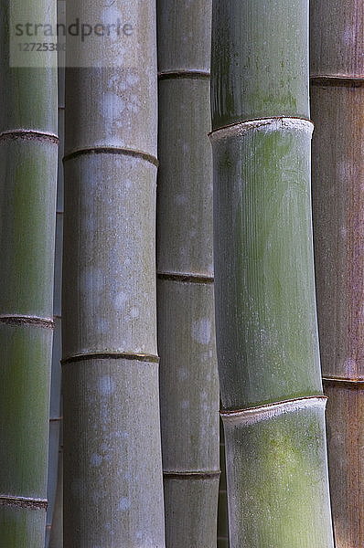 Japan,  südwestlicher Bereich von Kyoto,  Rakusai Bamboo Park,  Detailaufnahme eines Bambuswaldes