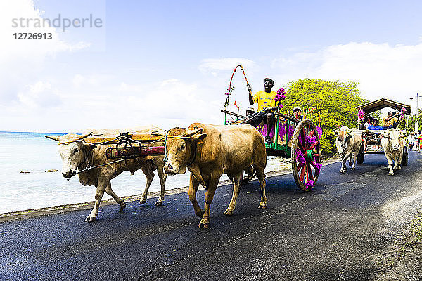 Stiere,  die einen Wagen ziehen,  Saint-Louis,  Marie-Galante,  Guadeloupe,  Frankreich