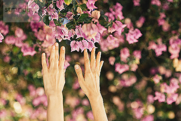 Woman's hands reaching for pink blossoms