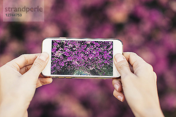 Woman's hands taking cell phone picture of pink blossoms