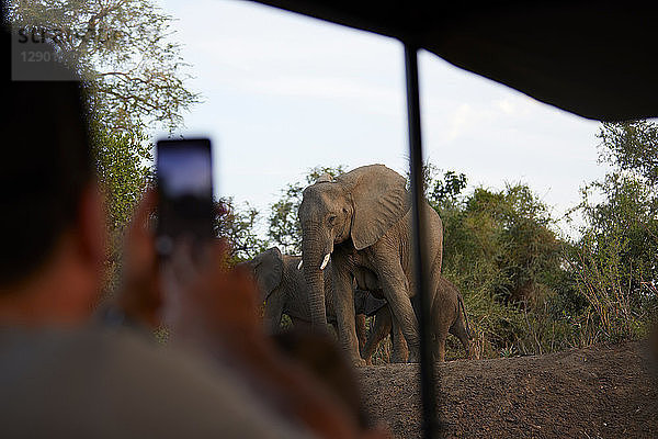 Tourist fotografiert Elefanten,  Sambesi,  Sambia