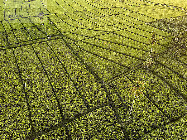 Indonesia,  Bali,  Aerial view of rice fields