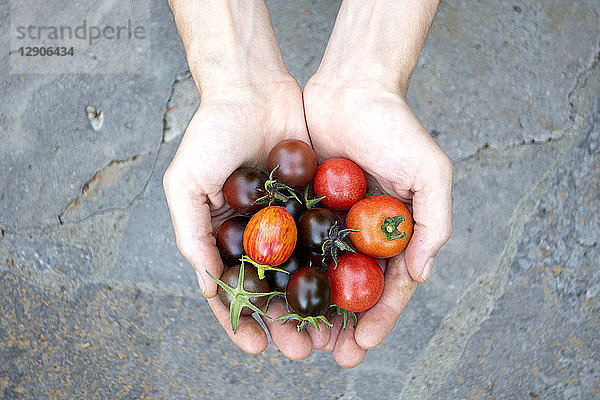 Man's hands holding various organic tomatoes