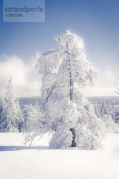 Germany,  Baden-Wuerttemberg,  Schliffkopf,  snow-covered tree at Black forest