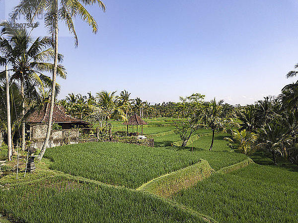 Indonesia,  Bali,  Ubud,  Aerial view of rice fields