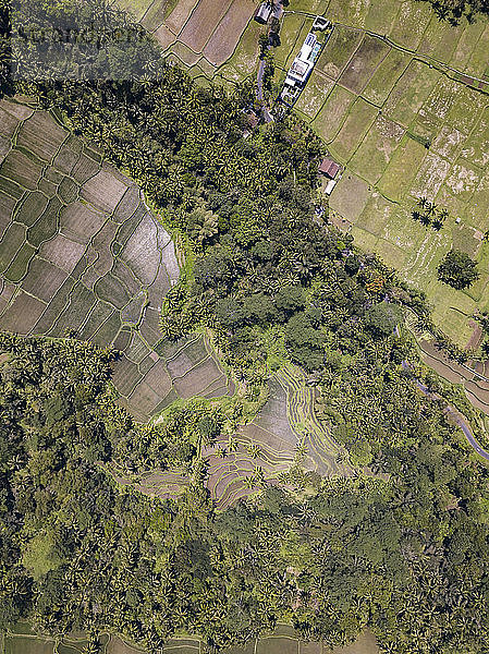 Indonesia,  Bali,  Ubud,  Aerial view of rice fields