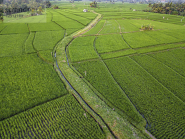 Indonesia,  Bali,  Aerial view of rice fields
