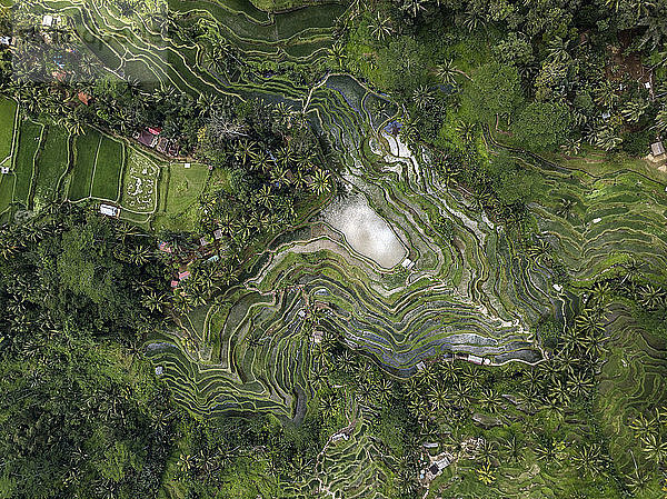 Indonesia,  Bali,  Ubud,  Tegalalang,  Aerial view of rice fields,  terraced fields