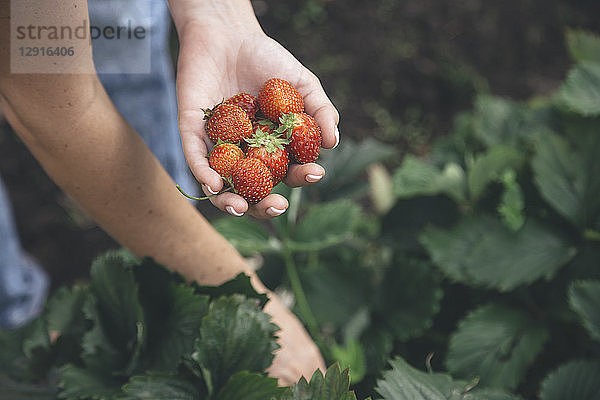 Young woman harvesting strawberries