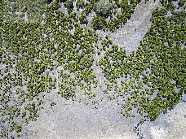 Indonesia,  Aerial view of Lombok,  paths and bushes