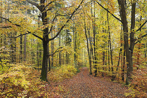 Germany,  Rhineland-Palatinate,  Palatinate Forest Nature Park in autumn
