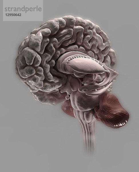Computergeneriertes Modell eines Querschnitts durch das menschliche Gehirn