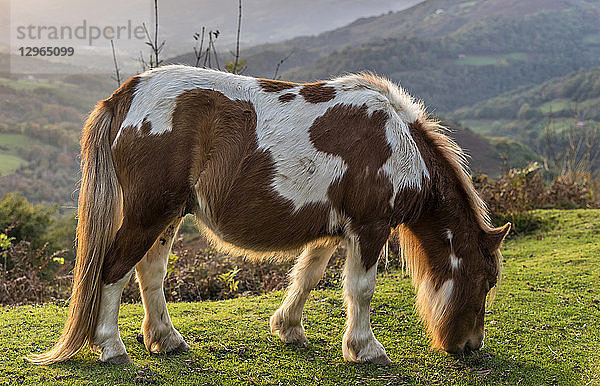 Spanien,  Baskenland,  Baztan-Tal,  freies Pottok-Pony auf der Straße des Col d'Ispeguy (Bergpass)