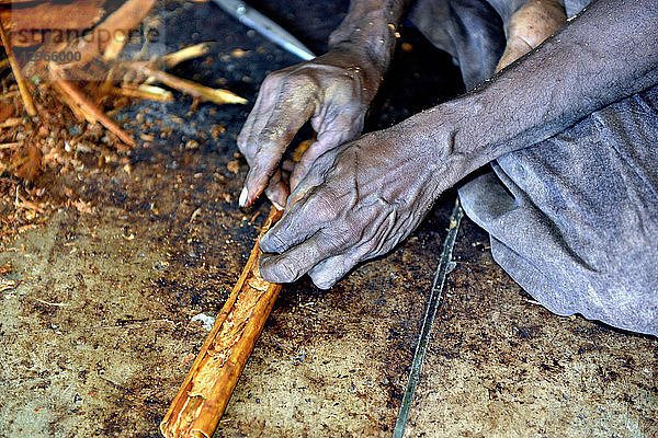 Sri Lanka. Mirissa,  Anpflanzung von Zimt. Zimt ist die innere Rinde des Zimtbaums. Kunsthandwerkliche Zubereitung der Zimtstange.