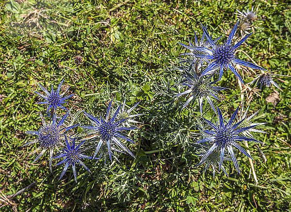 Frankreich,  Blaudistel,  bekannt als Mittelmeer-Stechpalme (Eryngium bourgatii)