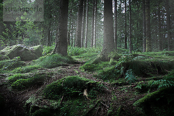 Moosgrüner Wald,  Tiefblick,  Bariloche,  Rio Negro,  Argentinien