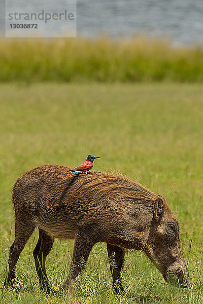 Warzenschwein mit nördlichem Carmine Bienenfresser auf dem Rücken,  Murchison Falls National Park,  Uganda