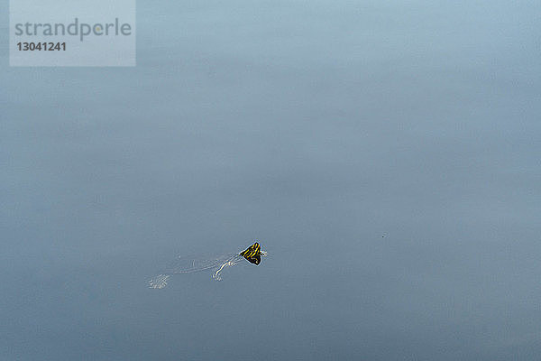 Hochwinkelansicht einer bemalten Schildkröte,  die im See schwimmt