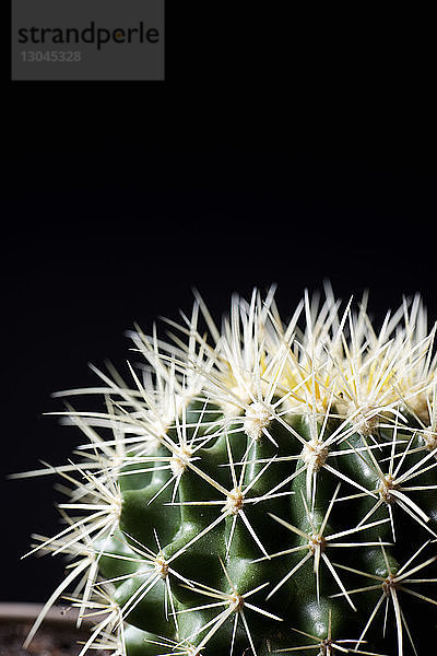 Kaktus vor schwarzem Hintergrund