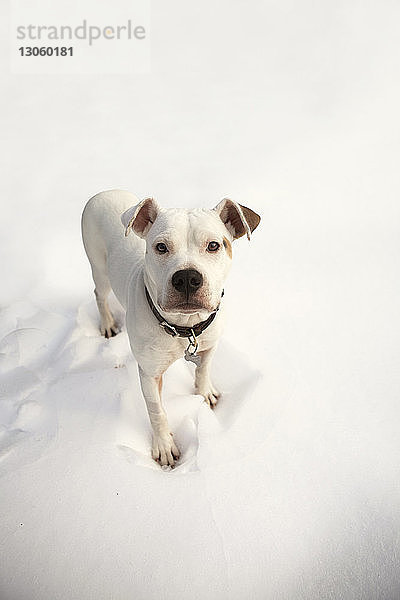 Porträt eines auf einem Schneefeld stehenden Hundes