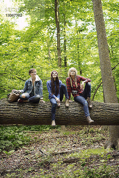 Porträt von Freunden auf einem Baumstamm im Wald sitzend