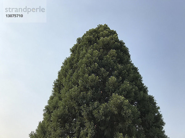 Niedrigwinkelansicht eines Baumes,  der gegen klaren Himmel wächst