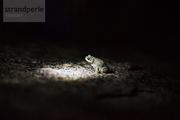 Nahaufnahme eines Frosches auf einem Felsen bei Nacht