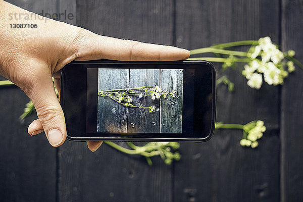 Beschnittenes Bild einer Person,  die Blumen mit einem Smartphone fotografiert