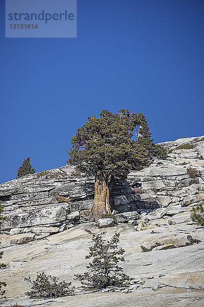 Baum auf Felsen vor klarem blauen Himmel
