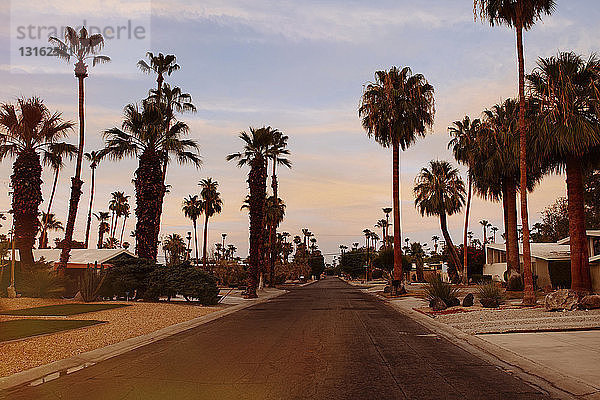 Palmen und Vorstadtstraße,  Palm Springs,  Kalifornien,  USA