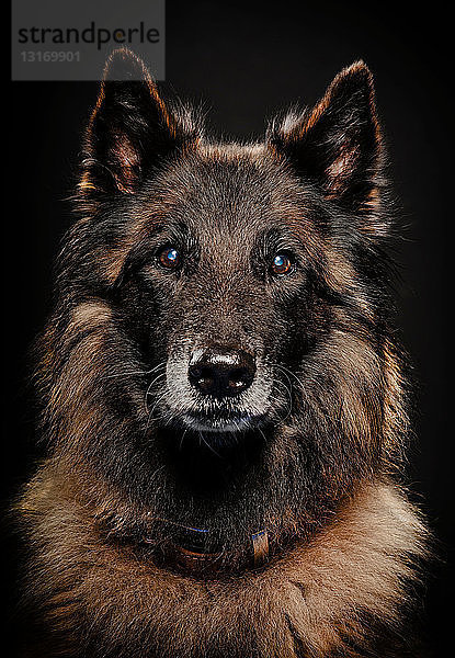 Studioporträt eines Wolfshundes