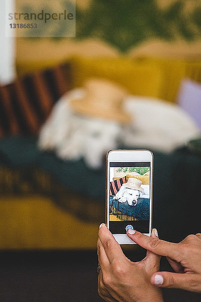 Beschnittenes Bild einer Frau,  die zu Hause einen Hund mit Hut auf ihrem Mobiltelefon fotografiert