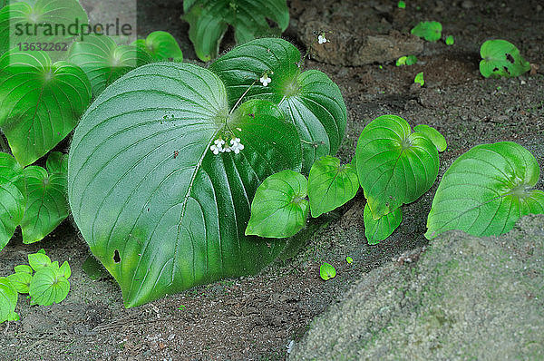 One-leaf plants (Monophyllaea hirticalyx) growing in the shady entrance to a small cave at the base of a karst limestone hill,  near Ipoh,  Perak,  Malaysia.