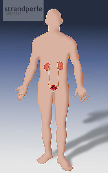 Illustration outlining a caucasian male showing the anatomy of the urinary system,  including the kidneys,  bladder and ureter.