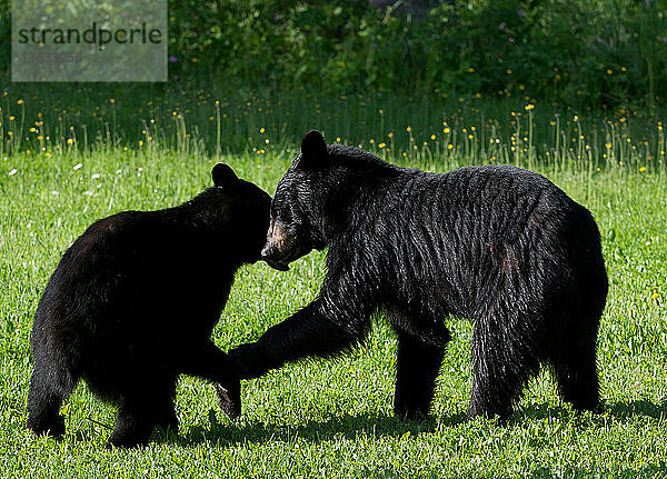Black Bears playing (Ursus americanus) summer,  Sleeping Giant Provincial Park,  Ontario,  Canada