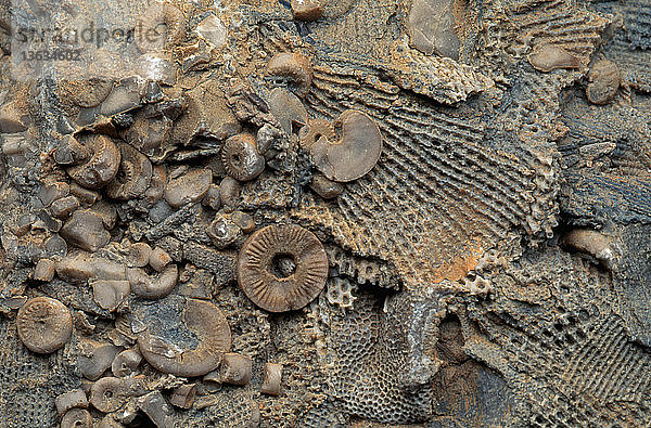 Shale with fossil bryozoans and crinoid pieces from the Mississippian Period in Indiana. It is 3 centimeters across.