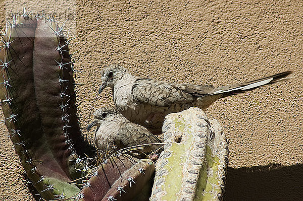 Inca Doves (Columbina inca) building nest in cactus. Arizona-Sonora Desert Museum,  Tucson,  Arizona.