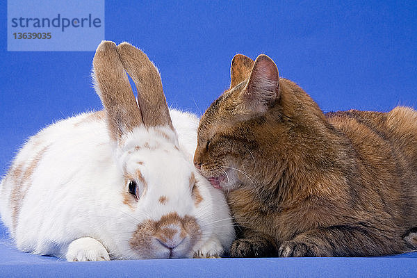 Domestic shorthair cat grooms a rabbit.