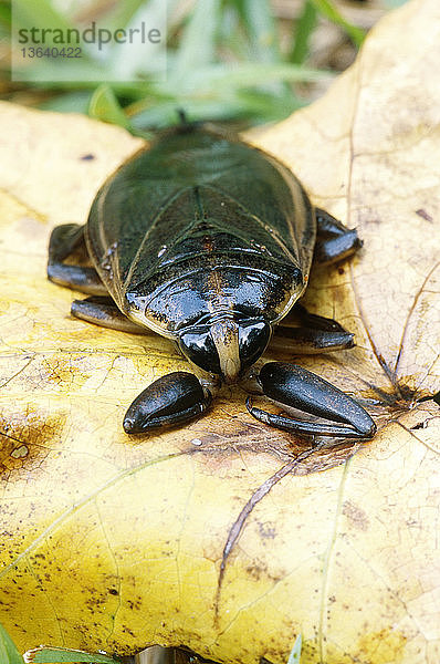 Eastern Toe-biter (Lethocerus griseus),  a Giant Water Bug. Sneads Ferry,  North Carolina.