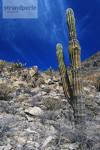 Cardon cactus (Pachycereus pringlei) in the southern Sonoran desert habitat near Loreto,  Baja California Sur,  Mexico.