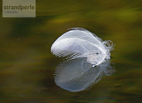 A white feather floating on a lake.