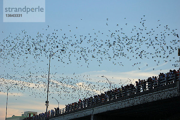 A flock of Mexican Free-tailed Bats (Tadarida brasiliensis) emerging from their roosts under the Congress Street Bridge in Austin,  Texas. July,  2006.