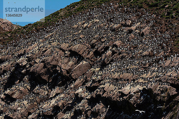 Common Murre (Uria aalge) or gullemot nesting colony,  Witless Bay Ecological Reserve,  Newfoundland,  Canada. 20 June 2015.