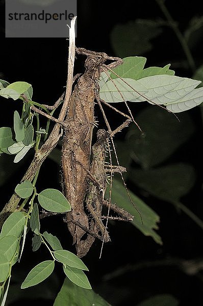 Stick insects (Haaniella echinata) mating at night in lowland rainforest,  Mulu National Park and World Heritage site,  Sarawak,  Malaysia. The female is the larger of the two.