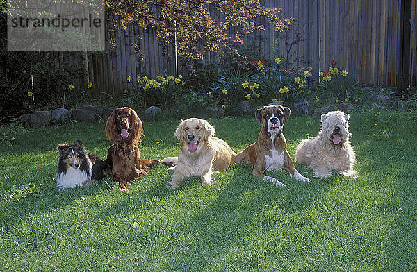 Five dogs sitting in the grass: Sheltie,  Irish Setter,  Golden Retriever,  Boxer and Soft Coated Wheaten Terrier.