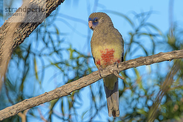 Blue-bonnet Parrot (Northiella haematogaster),  Bourke,  New South Wales,  Australia.
