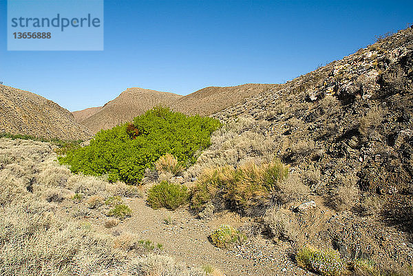 Honey mesquite,  (Prosopis glandulosa),  at small spring in Wildrose Canyon,  Death Valley National Park,  California.