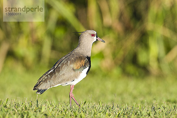Southern Lapwing (Vanellus chilensis) in Rocha Uruguay.