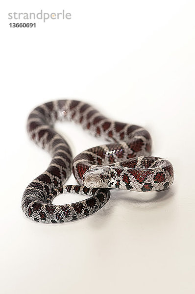 Lampropeltis triangulum,  commonly known as a milk snake,  a common non-poisonous snake of North America.