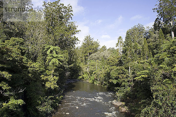 Native flora and stream near Kaikohe,  Northland,  New Zealand.